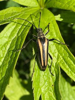 Stenocorus vittiger by (c) Marilyne Busque-Dubois, some rights reserved (CC BY), uploaded by Marilyne Busque-Dubois. Used under a CC-BY license.
