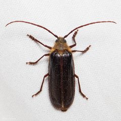 Tragosoma harrisii by (c) Ken-ichi Ueda, some rights reserved (CC BY), uploaded by Ken-ichi Ueda. Used under a CC-BY license.