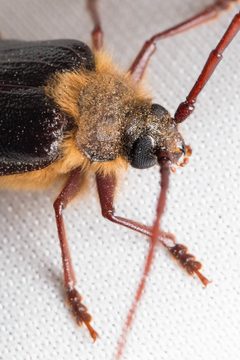 Tragosoma harrisii by (c) Ken-ichi Ueda, some rights reserved (CC BY), uploaded by Ken-ichi Ueda. Used under a CC-BY license.