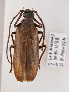 Tragosoma spiculum by (c) TOUROULT Julien, some rights reserved (CC BY), uploaded by TOUROULT Julien. Used under a CC-BY license.