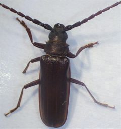 Orthosoma brunneum by no rights reserved, uploaded by kcthetc1. Used under a CC0 license.