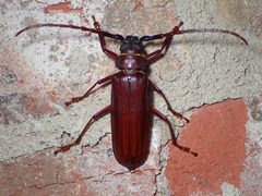 Orthosoma by (c) John P Friel, some rights reserved (CC BY), uploaded by John P Friel. Used under a CC-BY license.