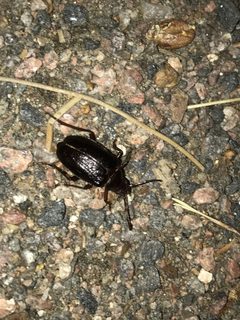 Prionus emarginatus by (c) Jared Shorma, some rights reserved (CC BY), uploaded by Jared Shorma. Used under a CC-BY license.