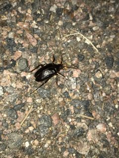 Prionus emarginatus by (c) Jared Shorma, some rights reserved (CC BY), uploaded by Jared Shorma. Used under a CC-BY license.