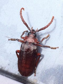 Prionus pocularis by no rights reserved, uploaded by Michael W Belitz. Used under a CC0 license.