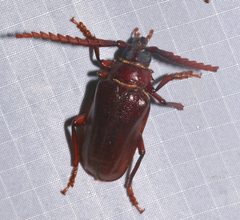Prionus pocularis by (c) Laura Gaudette, some rights reserved (CC BY), uploaded by Laura Gaudette. Used under a CC-BY license.
