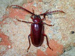 Prionus pocularis by (c) John P Friel, some rights reserved (CC BY), uploaded by John P Friel. Used under a CC-BY license.