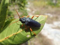 Elateropsis scabrosus by (c) swamphiker, some rights reserved (CC BY), uploaded by swamphiker. Used under a CC-BY license.