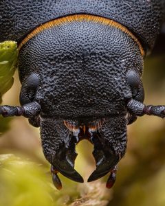 Spondylidinae by (c) Alexis Tinker-Tsavalas, some rights reserved (CC BY), uploaded by Alexis Tinker-Tsavalas. Used under a CC-BY license.