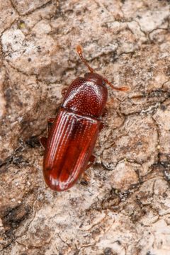 Cerylon unicolor by (c) Trevor Van Loon, some rights reserved (CC BY), uploaded by Trevor Van Loon. Used under a CC-BY license.
