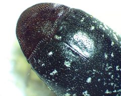 Chelonarium lecontei by no rights reserved, uploaded by Ken Kneidel. Used under a CC0 license.