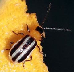Acalymma blandulum by (c) Catherine C. Galley, some rights reserved (CC BY), uploaded by Catherine C. Galley. Used under a CC-BY license.