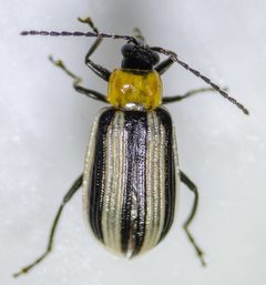 Acalymma trivittatum by (c) Don Loarie, some rights reserved (CC BY), uploaded by Don Loarie. Used under a CC-BY license.