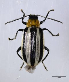 Acalymma trivittatum by (c) Don Loarie, some rights reserved (CC BY). Used under a CC-BY license.