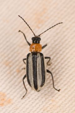 Acalymma trivittatum by (c) Trevor Van Loon, some rights reserved (CC BY), uploaded by Trevor Van Loon. Used under a CC-BY license.