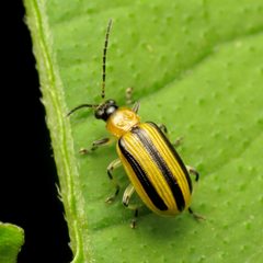 Acalymma vittatum by (c) Katja Schulz, some rights reserved (CC BY). Used under a CC-BY license.