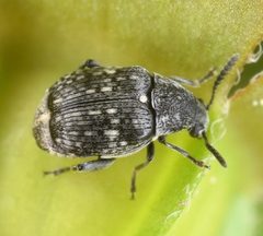 Acanthoscelides alboscutellatus by (c) skitterbug, some rights reserved (CC BY), uploaded by skitterbug. Used under a CC-BY license.