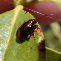 Altica kalmiae by (c) Ben Armstrong, some rights reserved (CC BY), uploaded by Ben Armstrong. Used under a CC-BY license.