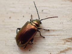 Altica kalmiae by (c) Claire Moxon-Waltz, some rights reserved (CC BY), uploaded by Claire Moxon-Waltz. Used under a CC-BY license.