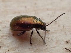 Altica kalmiae by (c) Claire Moxon-Waltz, some rights reserved (CC BY), uploaded by Claire Moxon-Waltz. Used under a CC-BY license.