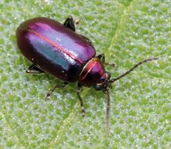 Altica torquata by (c) Catherine C. Galley, some rights reserved (CC BY), uploaded by Catherine C. Galley. Used under a CC-BY license.