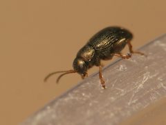 Chaetocnema hortensis by (c) Alexis Tinker-Tsavalas, some rights reserved (CC BY), uploaded by Alexis Tinker-Tsavalas. Used under a CC-BY license.