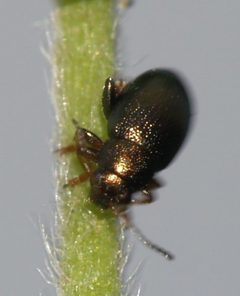Chaetocnema hortensis by (c) portioid, some rights reserved (CC BY), uploaded by portioid. Used under a CC-BY license.