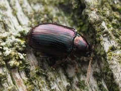 Crepidodera violacea by no rights reserved, uploaded by Zygy. Used under a CC0 license.
