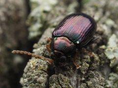 Crepidodera violacea by no rights reserved, uploaded by Zygy. Used under a CC0 license.