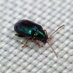 Crepidodera violacea by no rights reserved, uploaded by Zygy. Used under a CC0 license.