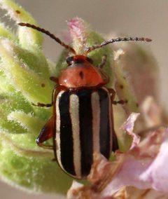 Disonycha glabrata by (c) Catherine C. Galley, some rights reserved (CC BY), uploaded by Catherine C. Galley. Used under a CC-BY license.