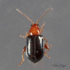 Glyptina cyanipennis by (c) Victor Engel, some rights reserved (CC BY), uploaded by Victor Engel. Used under a CC-BY license.