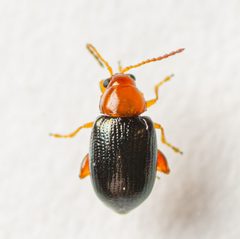 Glyptina cyanipennis by (c) Justin Williams, some rights reserved (CC BY), uploaded by Justin Williams. Used under a CC-BY license.