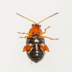 Glyptina cyanipennis by (c) Justin Williams, some rights reserved (CC BY), uploaded by Justin Williams. Used under a CC-BY license.
