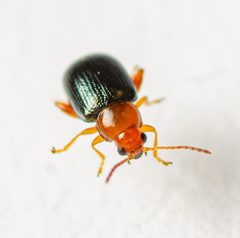 Glyptina cyanipennis by (c) Justin Williams, some rights reserved (CC BY), uploaded by Justin Williams. Used under a CC-BY license.