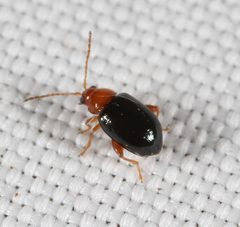 Glyptina cyanipennis by (c) Joshua Ebright, some rights reserved (CC BY), uploaded by Joshua Ebright. Used under a CC-BY license.