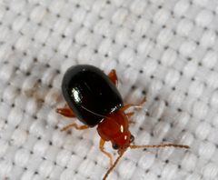 Glyptina cyanipennis by (c) Joshua Ebright, some rights reserved (CC BY), uploaded by Joshua Ebright. Used under a CC-BY license.