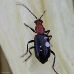 Androlyperus incisus by (c) Ken-ichi Ueda, some rights reserved (CC BY), uploaded by Ken-ichi Ueda. Used under a CC-BY license.