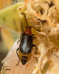 Androlyperus incisus by no rights reserved, uploaded by Jesse Rorabaugh. Used under a CC0 license.