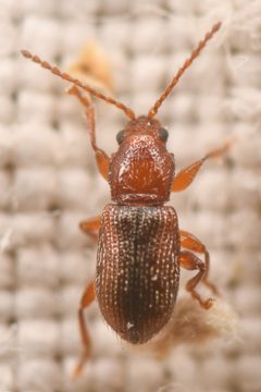 Aulacothorax recticollis by (c) Trevor Van Loon, some rights reserved (CC BY), uploaded by Trevor Van Loon. Used under a CC-BY license.
