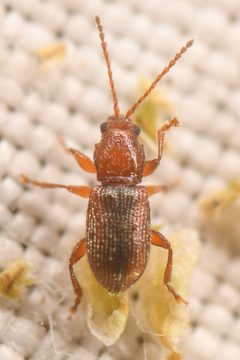 Aulacothorax recticollis by (c) Trevor Van Loon, some rights reserved (CC BY), uploaded by Trevor Van Loon. Used under a CC-BY license.