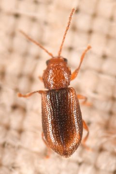 Aulacothorax recticollis by (c) Trevor Van Loon, some rights reserved (CC BY), uploaded by Trevor Van Loon. Used under a CC-BY license.