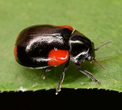 Babia quadriguttata by (c) skitterbug, some rights reserved (CC BY), uploaded by skitterbug. Used under a CC-BY license.