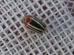 Bassareus lituratus by (c) Sam Kieschnick, some rights reserved (CC BY), uploaded by Sam Kieschnick. Used under a CC-BY license.