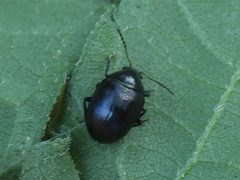 Brachypnoea tristis by (c) Sam Kieschnick, some rights reserved (CC BY), uploaded by Sam Kieschnick. Used under a CC-BY license.