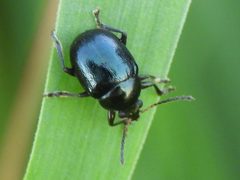 Brachypnoea tristis by (c) Sam Kieschnick, some rights reserved (CC BY), uploaded by Sam Kieschnick. Used under a CC-BY license.