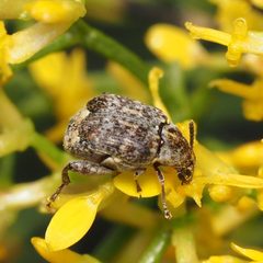Merobruchus julianus by (c) Russell Pfau, some rights reserved (CC BY), uploaded by Russell Pfau. Used under a CC-BY license.