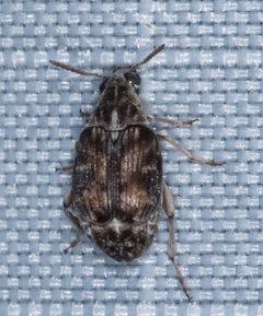 Algarobius by (c) Don Loarie, some rights reserved (CC BY), uploaded by Don Loarie. Used under a CC-BY license.