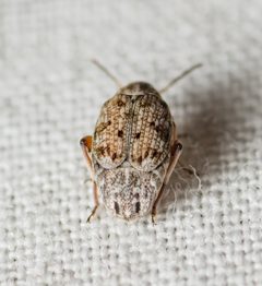 Algarobius by (c) Justin Williams, some rights reserved (CC BY), uploaded by Justin Williams. Used under a CC-BY license.