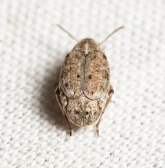 Algarobius by (c) Justin Williams, some rights reserved (CC BY), uploaded by Justin Williams. Used under a CC-BY license.